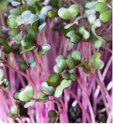 Amaranthe Pourpre Micro-Pousse