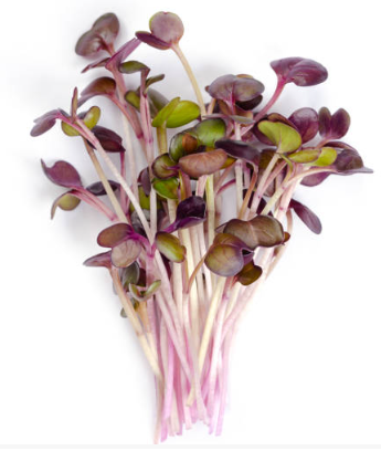 Amaranthe Pourpre Micro-Pousse