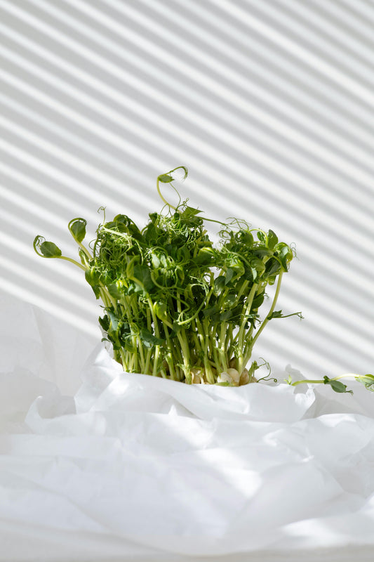 Pois Blanc Micro-Pousse