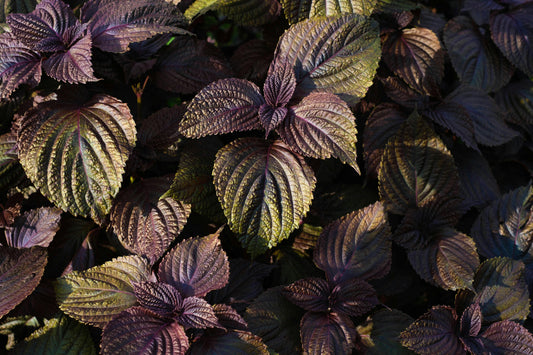 Shiso Pourpre RARE Micro-Pousse