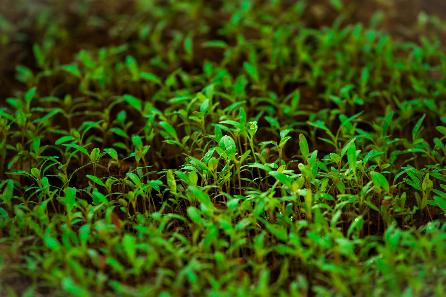 Pois Blanc Micro-Pousse