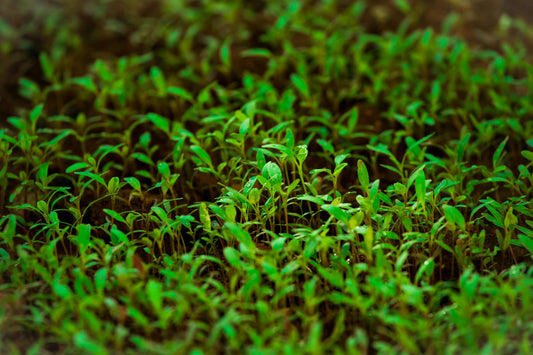 Pois Blanc Micro-Pousse